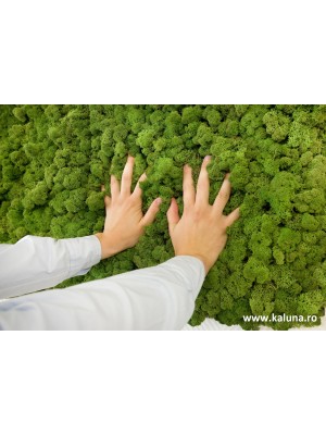 Muschi/Licheni decorativi verde 1000*600 mm